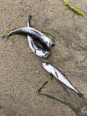 Merluccius productus