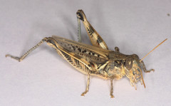 Melanoplus devastator