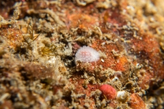 Onchidoris muricata