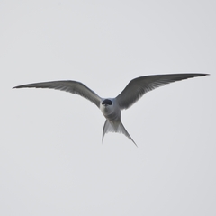 Sterna hirundo longipennis