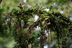 Dischidia major