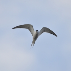 Sterna hirundo longipennis