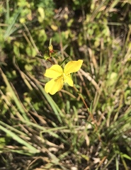 Ludwigia maritima