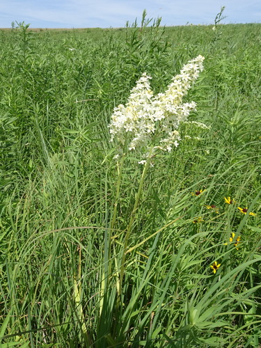 Image of Melanthium virginicum by (c) Thomas Koffel, some rights reserved (CC BY)
