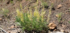 Lupinus sulphureus