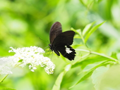 Papilio nephelus chaonulus
