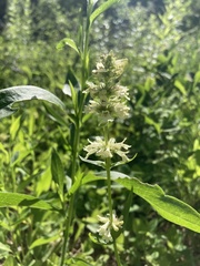 Penstemon confertus