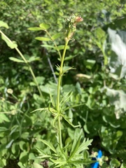 Sidalcea oregana calva