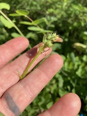 Sidalcea oregana calva