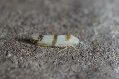 Empoa casta
