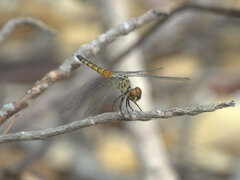 Brachydiplax denticauda