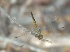 Brachydiplax denticauda