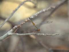 Brachydiplax denticauda