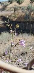 Penstemon triphyllus