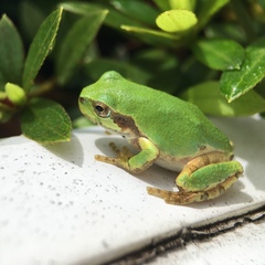 Hyla japonica