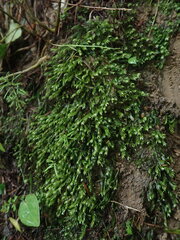 Fissidens asplenioides