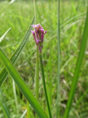 Polygala incarnata