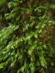 Fissidens asplenioides