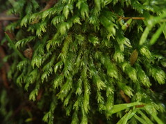 Fissidens asplenioides