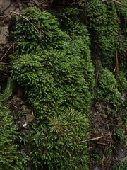 Fissidens asplenioides