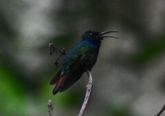 Campylopterus falcatus