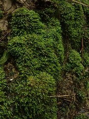 Fissidens asplenioides