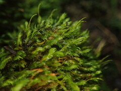 Fissidens asplenioides