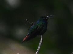 Campylopterus falcatus