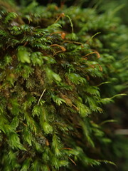 Fissidens asplenioides