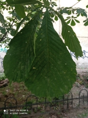 Aesculus hippocastanum
