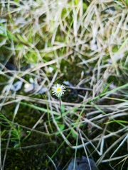 Erigeron elatus