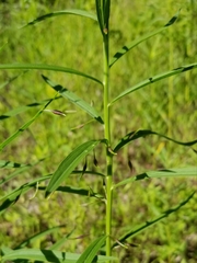 Euthamia graminifolia nuttallii