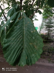 Aesculus hippocastanum