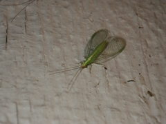 Chrysoperla