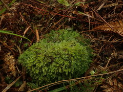Echinodiopsis hispida