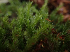 Echinodiopsis hispida