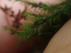 Echinodiopsis hispida