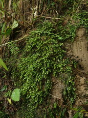 Fissidens asplenioides