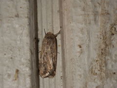 Lepidoptera
