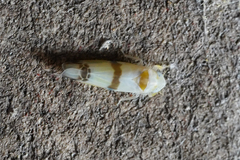 Empoa casta