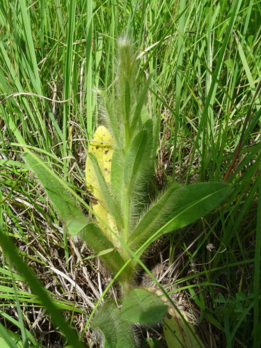 Image of Hieracium longipilum by (c) Thomas Koffel, some rights reserved (CC BY)