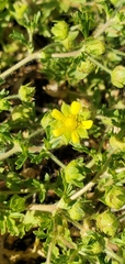 Potentilla supina