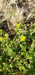 Potentilla supina