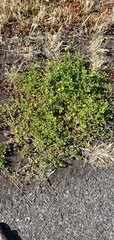 Potentilla supina