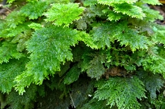 Dendrohypopterygium filiculiforme