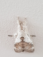 Calliteara horsfieldii