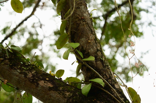 Hoya diversifolia, photograph 4