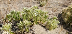 Eremogone franklinii