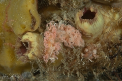 Phyllodesmium serratum