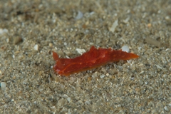 Polycera parvula